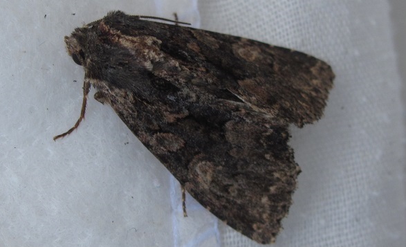 Falena da ID - Mniotype satura